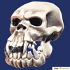 Skull 3D model